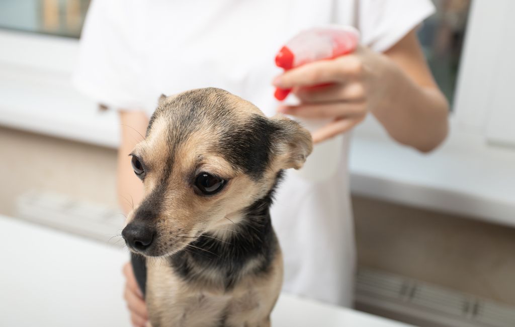 Simparica Flea Pills: A Breakthrough Solution for Pet Owners