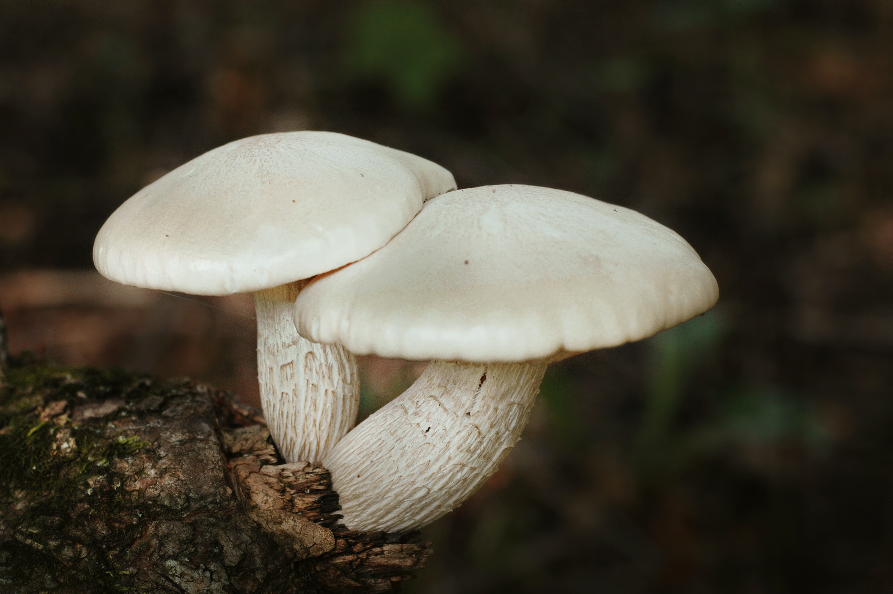 Is it okay to take mushroom supplements?